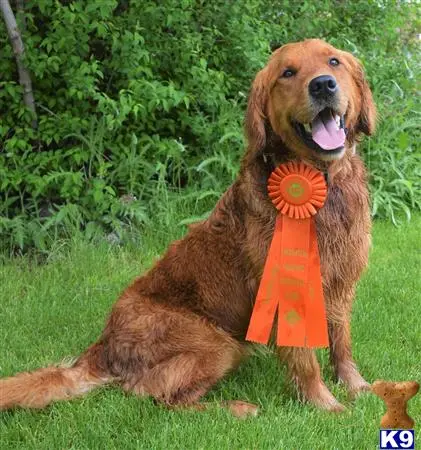 Golden Retriever stud dog