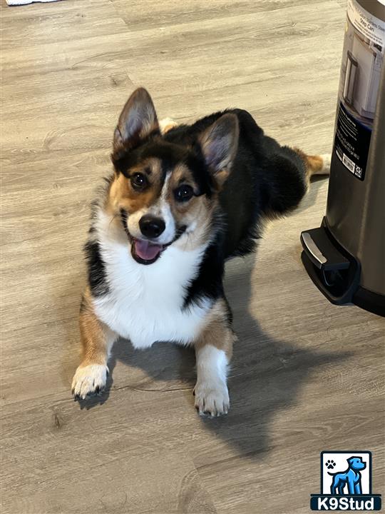 a pembroke welsh corgi dog sitting on the floor