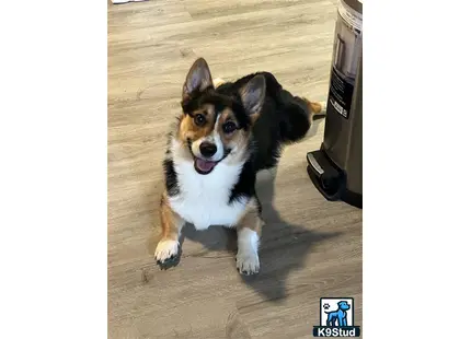 a pembroke welsh corgi dog sitting on the floor