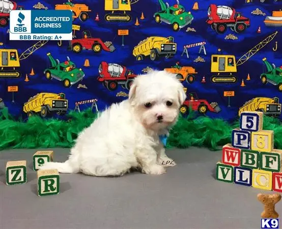 Maltese puppy for sale: map