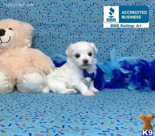 Maltese puppy for sale: a maltese dog sitting next to a stuffed animal