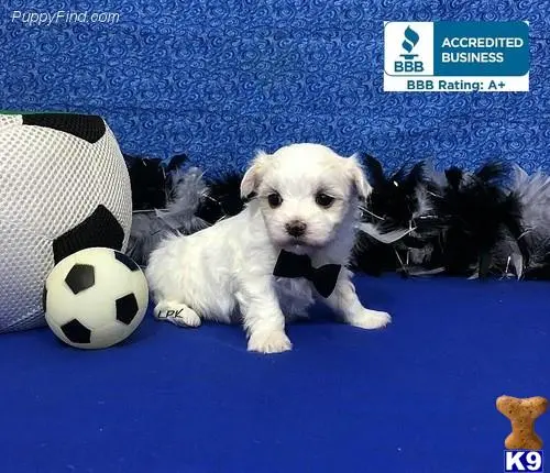 Maltese puppy for sale: a maltese dog with a football ball