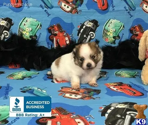 Pomeranian puppy for sale: a pomeranian dog sitting on a bed