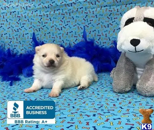 Pomeranian puppy for sale: a pomeranian dog sitting next to stuffed animals