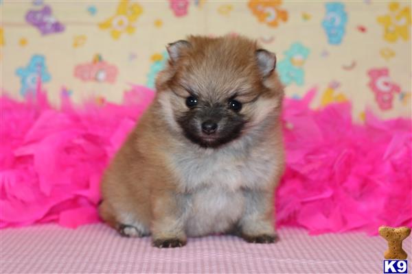 Daphne The Orange Sable Pomeranian Dogs Daily Puppy | Dog Breeds ... Daphne The Orange Sable Pomeranian Dogs Daily Puppy | Dog Breeds ...