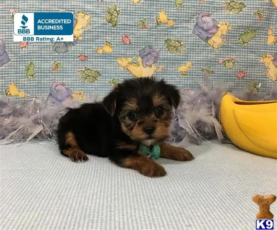 Yorkshire Terrier puppy for sale: a small yorkshire terrier dog lying on a bed