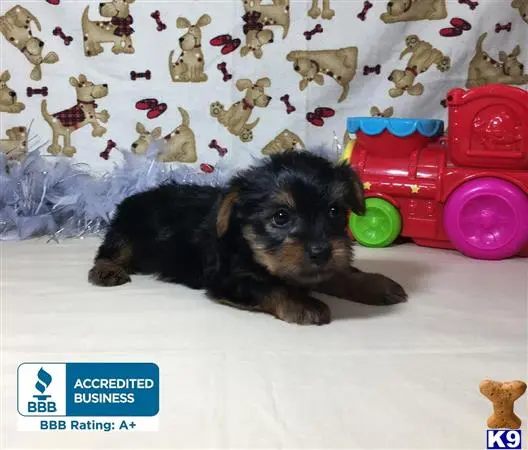 Yorkshire Terrier puppy for sale: a yorkshire terrier dog lying on a blanket