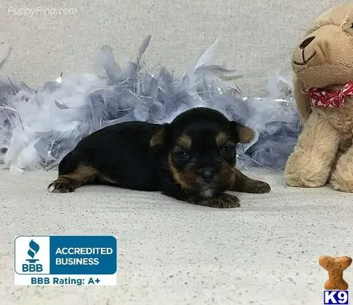 Yorkshire Terrier puppy for sale: a yorkshire terrier dog lying on the floor