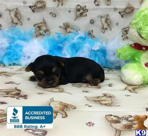 Yorkshire Terrier puppy for sale: a black yorkshire terrier dog lying on a white surface with a blue background