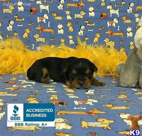 Yorkshire Terrier puppy for sale: a yorkshire terrier dog lying on a bed