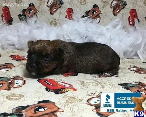 Yorkshire Terrier puppy for sale: a yorkshire terrier dog lying on a bed