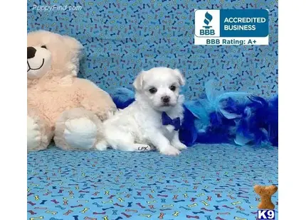 a maltese dog sitting next to a stuffed animal
