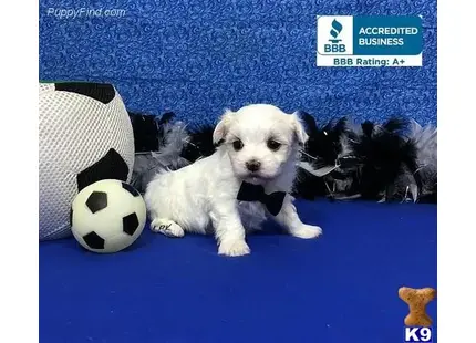 a maltese dog with a football ball