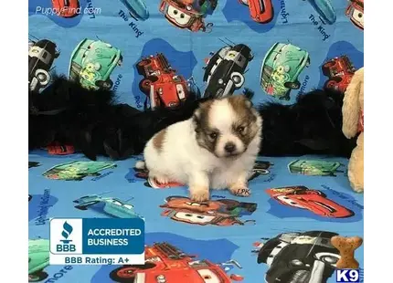 Pomeranian puppy for sale: a pomeranian dog sitting on a bed