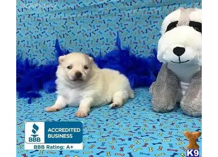 Pomeranian puppy for sale: a pomeranian dog sitting next to stuffed animals