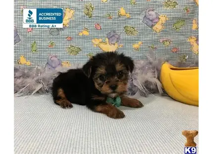 a small yorkshire terrier dog lying on a bed