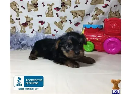 a yorkshire terrier dog lying on a blanket