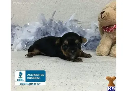 a yorkshire terrier dog lying on the floor