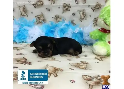 a black yorkshire terrier dog lying on a white surface with a blue background