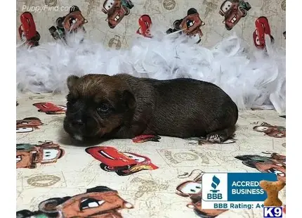 a yorkshire terrier dog lying on a bed