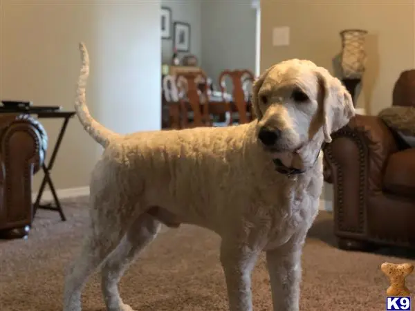 Goldendoodles stud dog