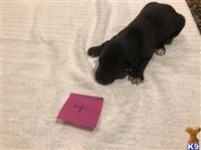 great dane puppy posted by littlelea