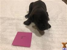 great dane puppy posted by littlelea