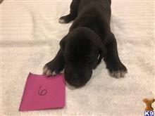 great dane puppy posted by littlelea