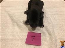 great dane puppy posted by littlelea