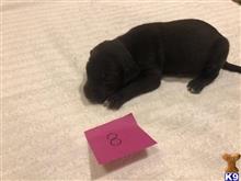 great dane puppy posted by littlelea