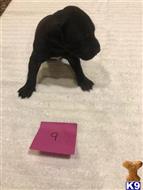 great dane puppy posted by littlelea