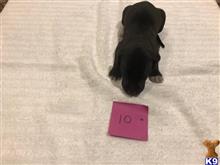 great dane puppy posted by littlelea