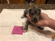 great dane puppy posted by littlelea