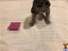 great dane puppy posted by littlelea