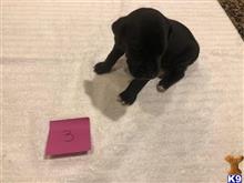 great dane puppy posted by littlelea