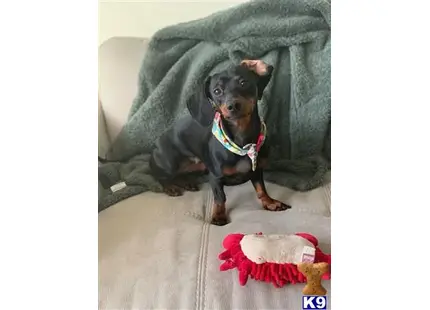 Dachshund