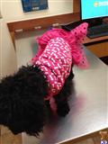 poodle puppy posted by littleprincess09