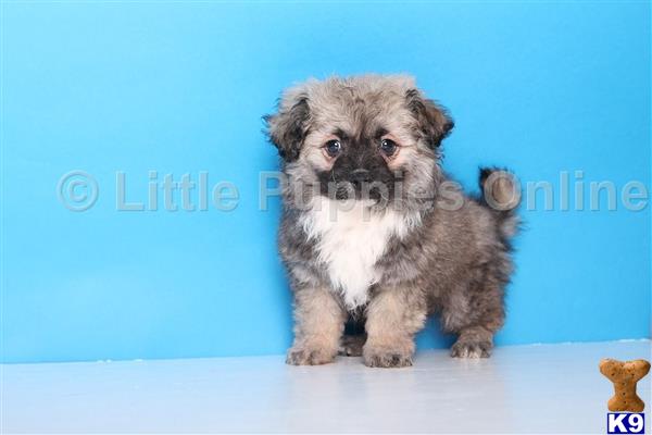 havanese for sale seattle havanese puppies for sale memes havanese for sale seattle havanese puppies for sale memes