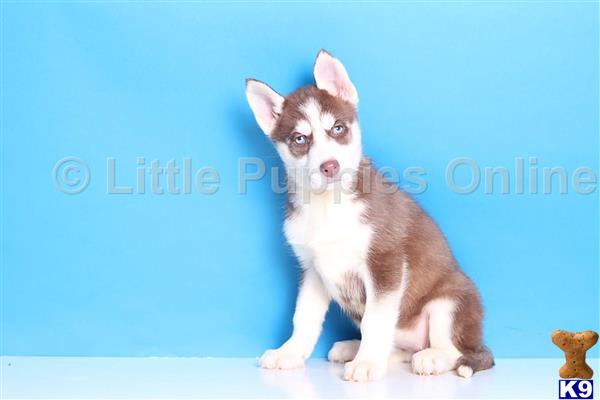 siberian husky puppy posted by littlepuppiesonline