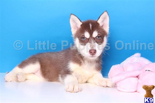 siberian husky puppy posted by littlepuppiesonline