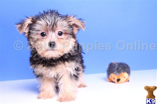 Yorkie Ranger Ranger - Male Morkie