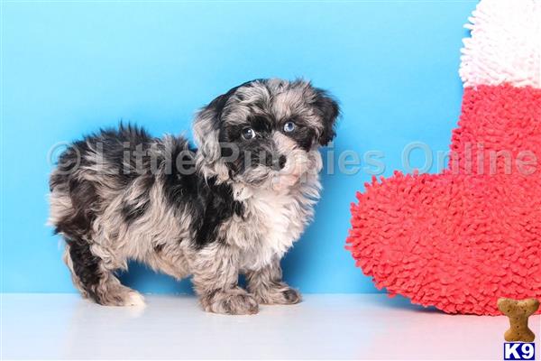 merle yorkie poo
