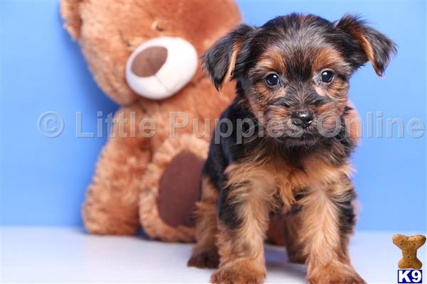 coconut for yorkies terrier puppy for sale coconut yorkie 4 years coconut for yorkies terrier puppy for sale coconut yorkie 4 years