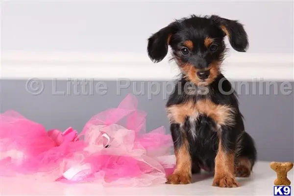 Yorkshire Terrier