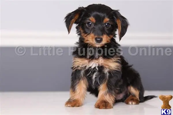 Yorkshire Terrier