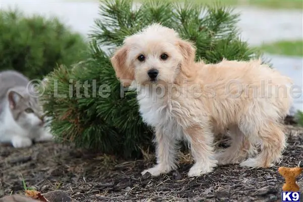 Yorkshire Terrier