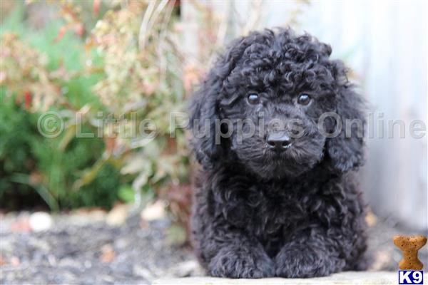 littlepuppiesonline Picture 1