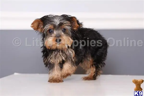 Yorkshire Terrier