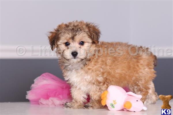 littlepuppiesonline Picture 1