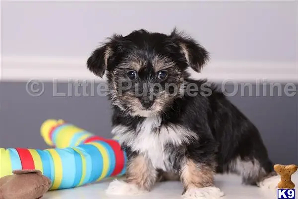 Yorkshire Terrier